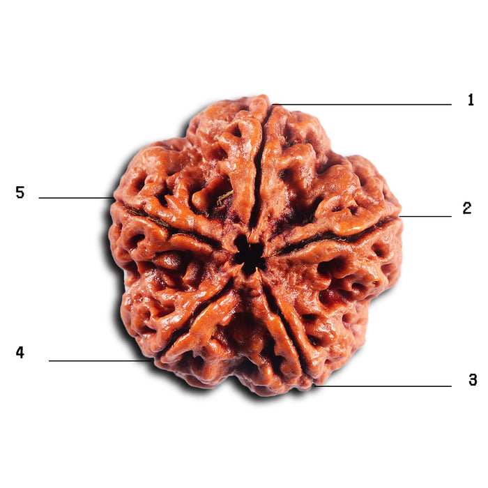 5 Mukhi Rudraksha from Nepal - Bead No.489