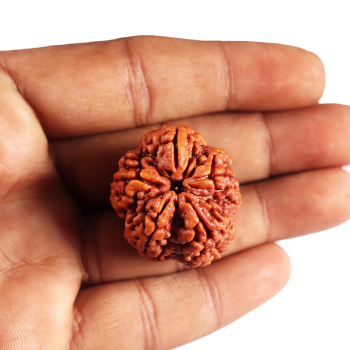 5 Mukhi Rudraksha from Nepal - Bead No. 490