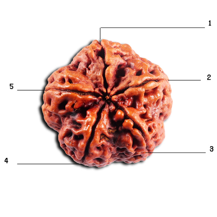 5 Mukhi Rudraksha from Nepal - Bead No.493