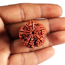 Load image into Gallery viewer, 5 Mukhi Rudraksha from Nepal - Bead No.493

