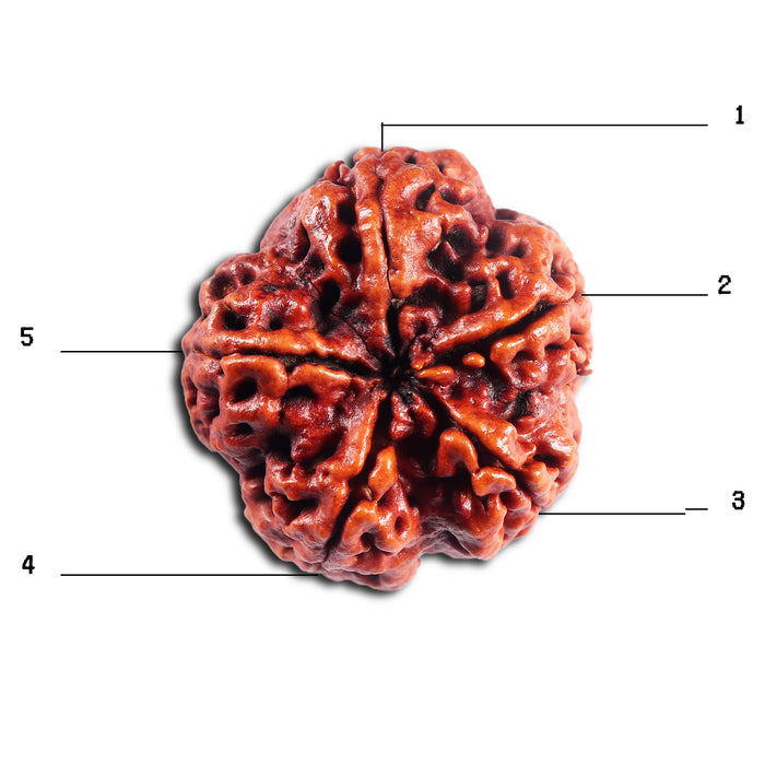 5 Mukhi Rudraksha from Nepal - Bead No.494