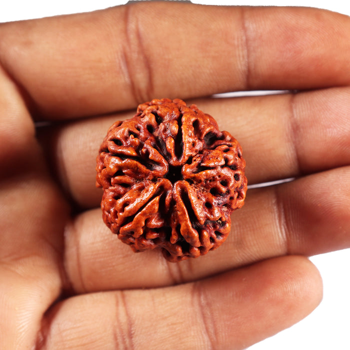 5 Mukhi Rudraksha from Nepal - Bead No.494