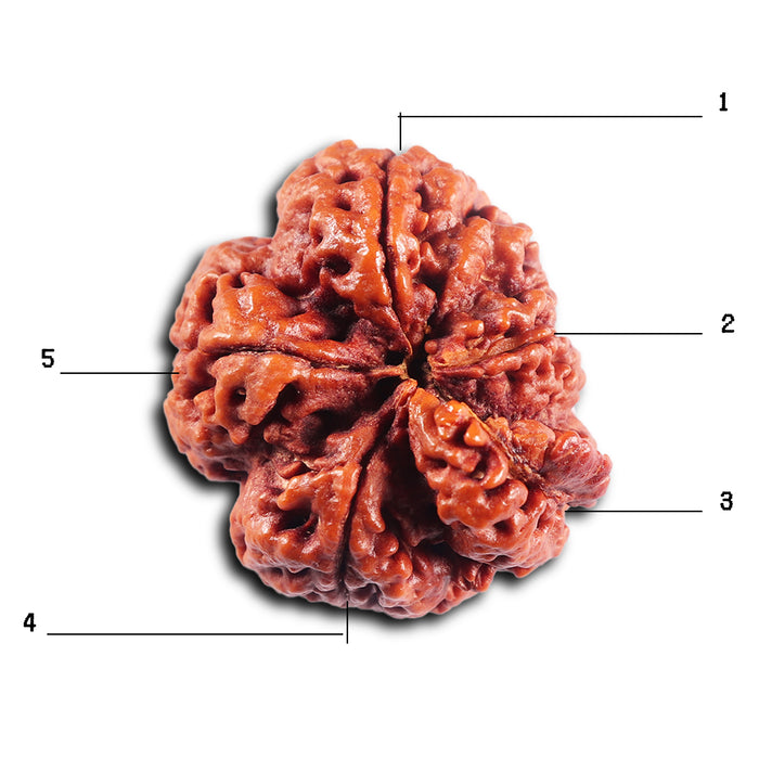 5 Mukhi Rudraksha from Nepal - Bead No. 496