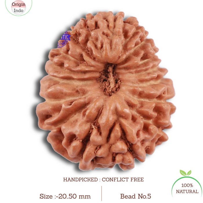 17 Mukhi Rudraksha from Indonesia - Bead No. 5