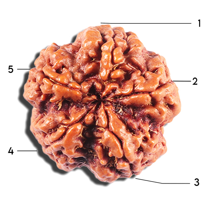 5 Mukhi Rudraksha from Nepal - Bead No. 429