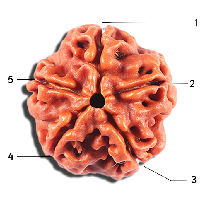 5 Mukhi Rudraksha from Nepal - Bead No. 478