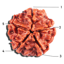 Load image into Gallery viewer, 5 Mukhi Rudraksha from Nepal - Bead No. 482
