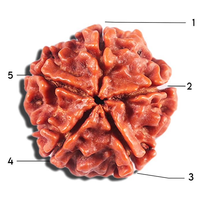 5 Mukhi Rudraksha from Nepal - Bead No. 482