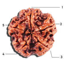 Load image into Gallery viewer, 5 Mukhi Rudraksha from Nepal - Bead No. 424
