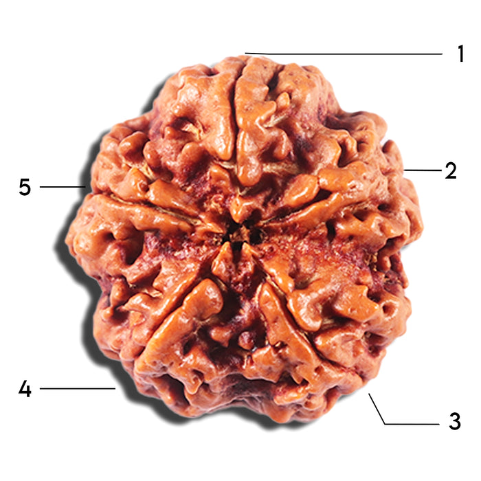 5 Mukhi Rudraksha from Nepal - Bead No. 426