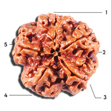 Load image into Gallery viewer, 5 Mukhi Rudraksha from Nepal - Bead No. 435
