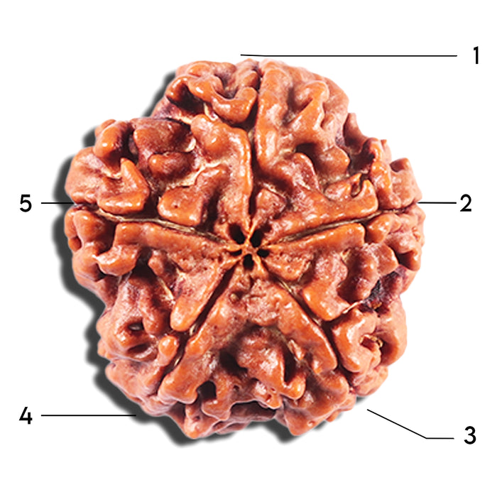 5 Mukhi Rudraksha from Nepal - Bead No. 442