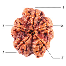 Load image into Gallery viewer, 5 Mukhi Rudraksha from Nepal - Bead No. 446
