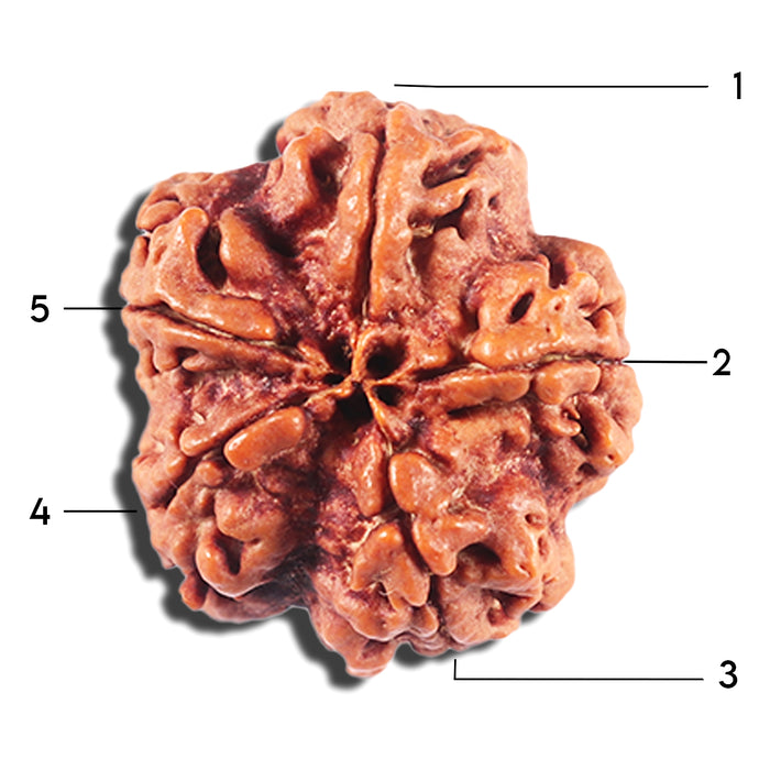 5 Mukhi Rudraksha from Nepal - Bead No. 451