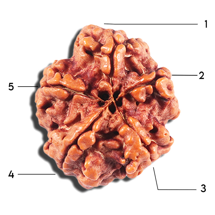5 Mukhi Rudraksha from Nepal - Bead No. 452