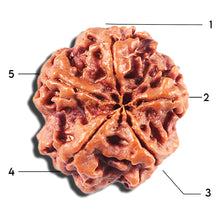 Load image into Gallery viewer, 5 Mukhi Rudraksha from Nepal - Bead No. 458
