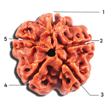 Load image into Gallery viewer, 5 Mukhi Rudraksha from Nepal - Bead No. 462
