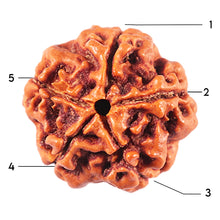Load image into Gallery viewer, 5 Mukhi Rudraksha from Nepal - Bead No. 463
