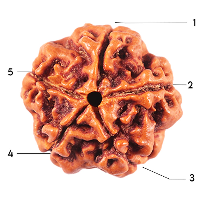 5 Mukhi Rudraksha from Nepal - Bead No. 463