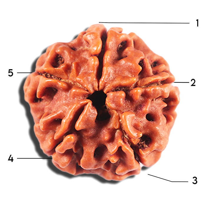 5 Mukhi Rudraksha from Nepal - Bead No. 466