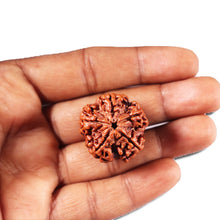 Load image into Gallery viewer, 5 Mukhi Rudraksha from Nepal - Bead No. 424

