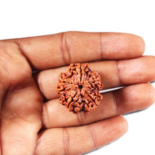Load image into Gallery viewer, 5 Mukhi Rudraksha from Nepal - Bead No. 428

