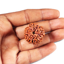 Load image into Gallery viewer, 5 Mukhi Rudraksha from Nepal - Bead No. 435
