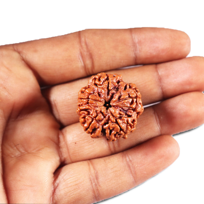 5 Mukhi Rudraksha from Nepal - Bead No. 435