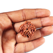 Load image into Gallery viewer, 5 Mukhi Rudraksha from Nepal - Bead No. 436
