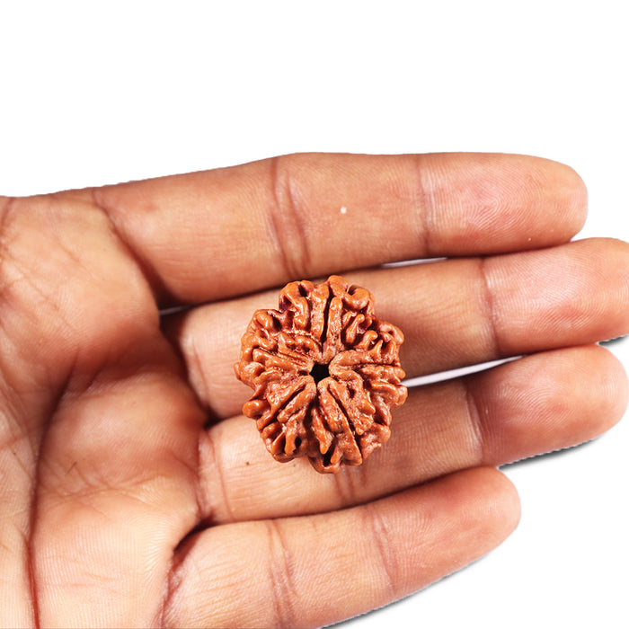 5 Mukhi Rudraksha from Nepal - Bead No. 440