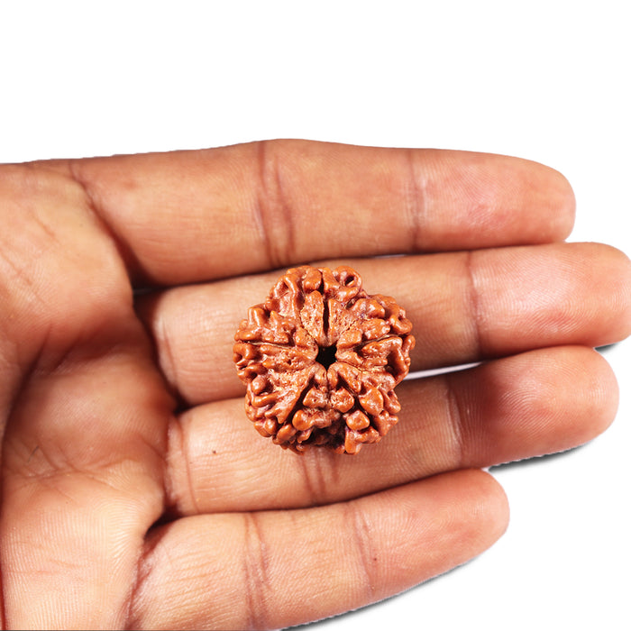 5 Mukhi Rudraksha from Nepal - Bead No. 442