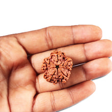Load image into Gallery viewer, 5 Mukhi Rudraksha from Nepal - Bead No. 451
