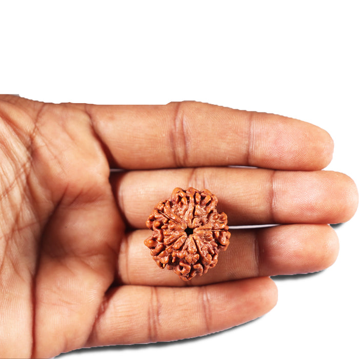 5 Mukhi Rudraksha from Nepal - Bead No. 452