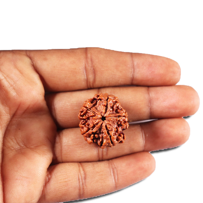 5 Mukhi Rudraksha from Nepal - Bead No. 457