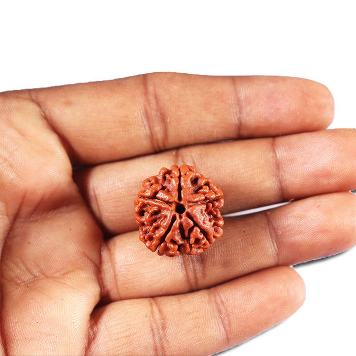 5 Mukhi Rudraksha from Nepal - Bead No. 465