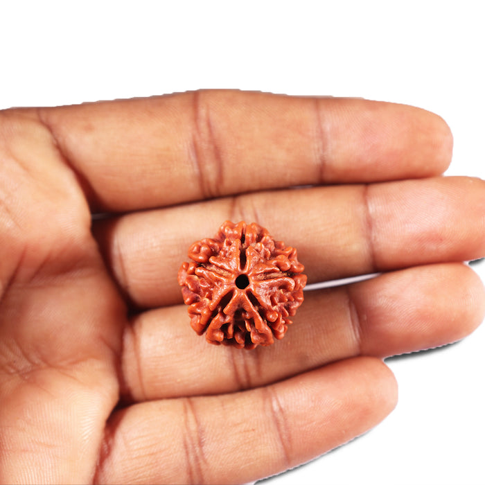 5 Mukhi Rudraksha from Nepal - Bead No. 482