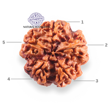 Load image into Gallery viewer, 5 Mukhi Rudraksha from Nepal - Bead No. 500
