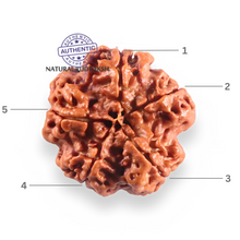 Load image into Gallery viewer, 5 Mukhi Rudraksha from Nepal - Bead No. 503
