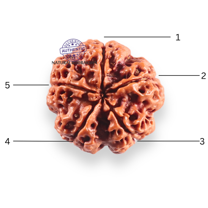 5 Mukhi Rudraksha from Nepal - Bead No. 507
