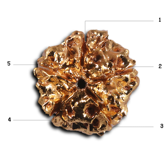 5 Mukhi Goldpating Rudraksha from Nepal- bead no.498