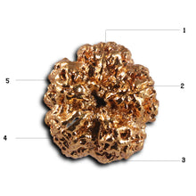 Load image into Gallery viewer, 5 Mukhi Goldpating Rudraksha from Nepal- bead no.499
