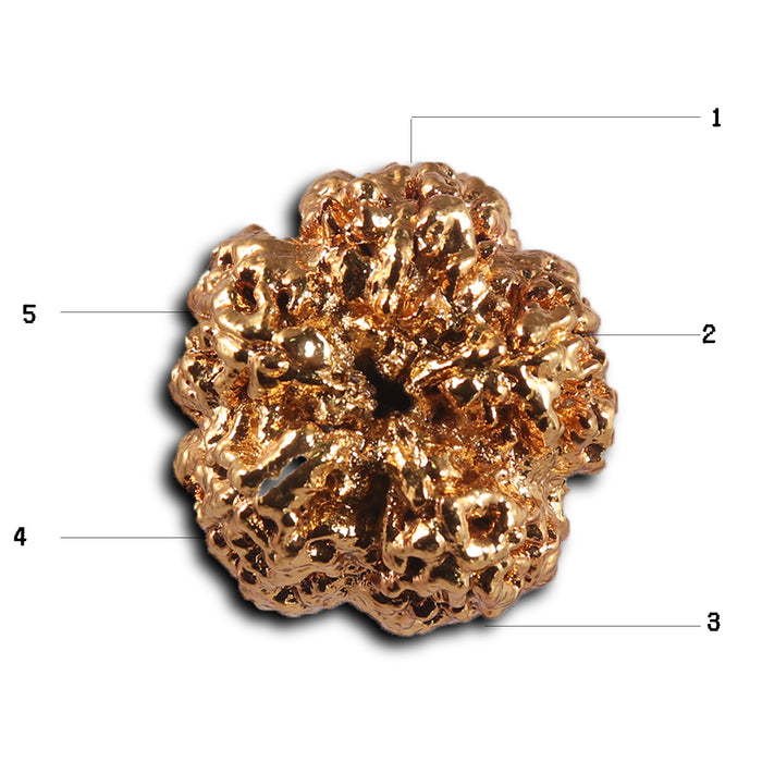 5 Mukhi Goldpating Rudraksha from Nepal- bead no.499