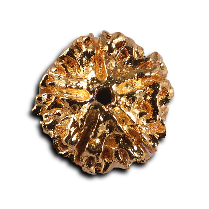 5 Mukhi Goldpating Rudraksha from Nepal- bead no.498