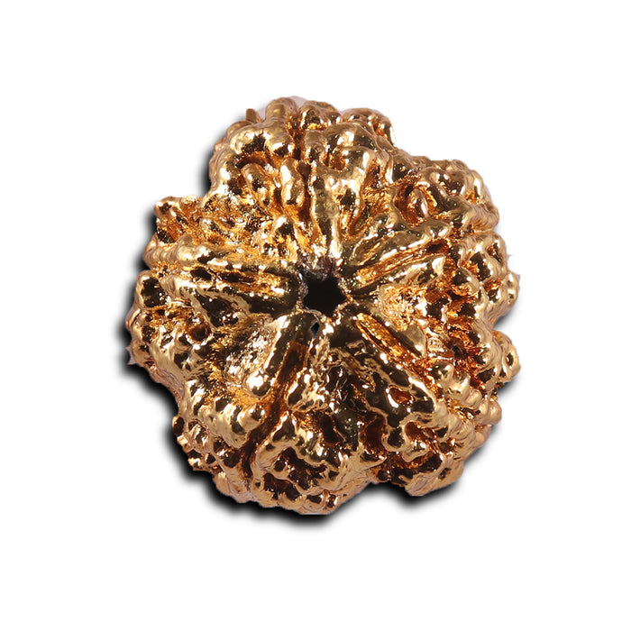 5 Mukhi Goldpating Rudraksha from Nepal- bead no.499