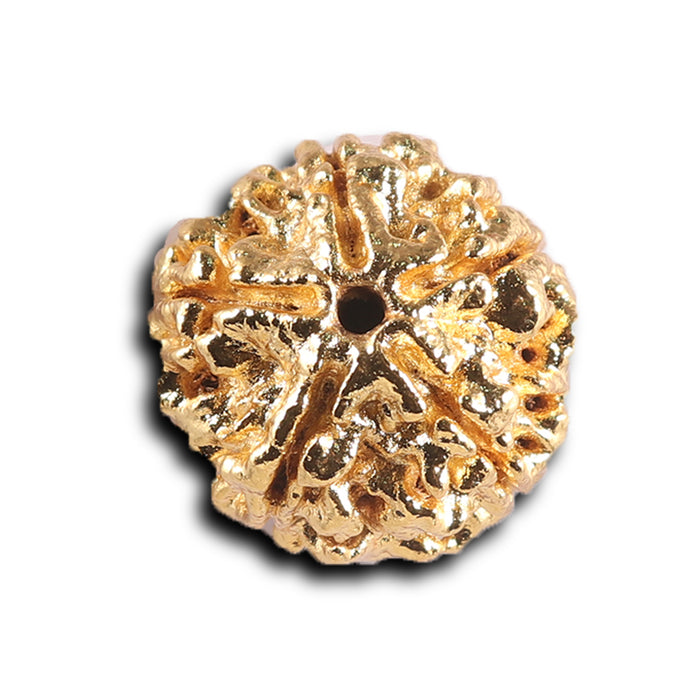 5 Mukhi Rudraksha from Nepal - Big size