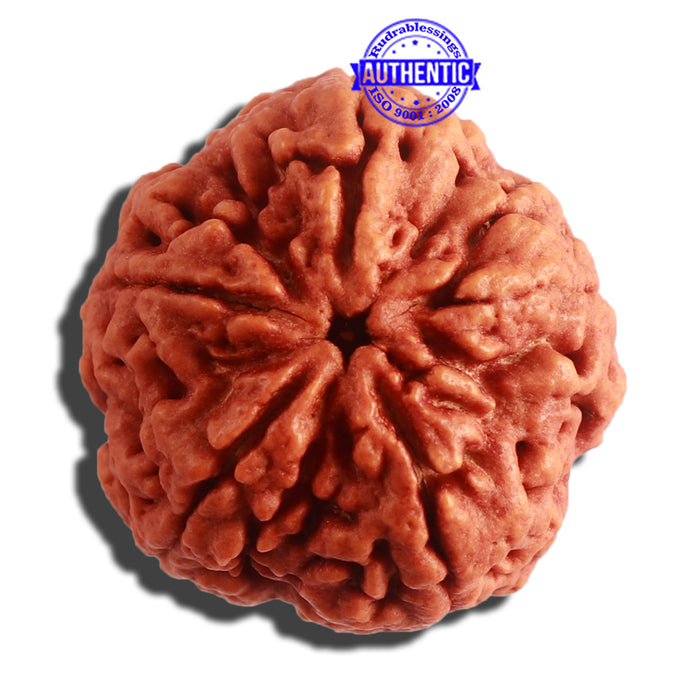 5 Mukhi Rudraksha from Nepal - Bead No. 288