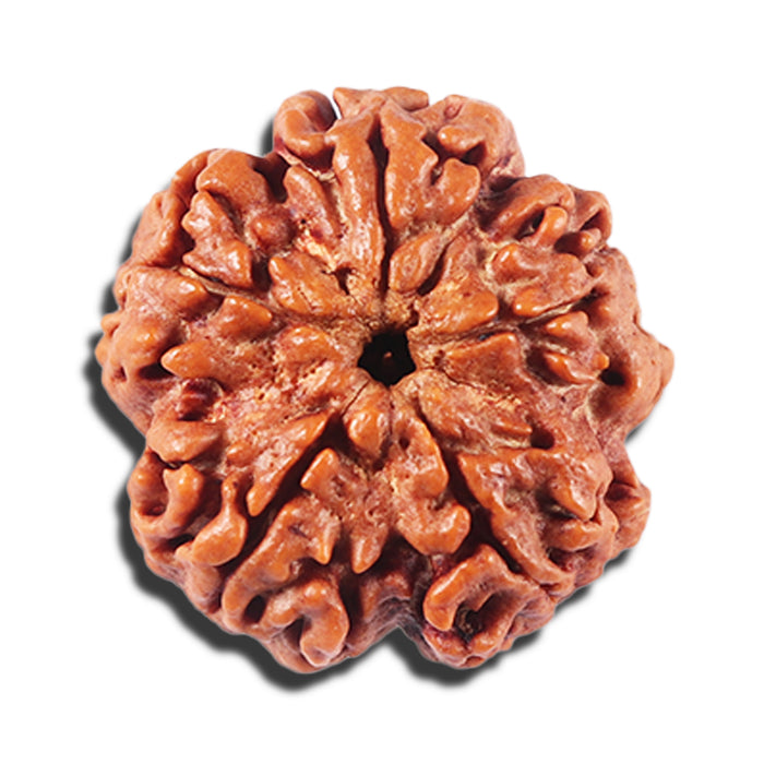 5 Mukhi Rudraksha from Nepal - Bead No. 434