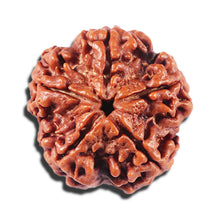 Load image into Gallery viewer, 5 Mukhi Rudraksha from Nepal - Bead No. 424
