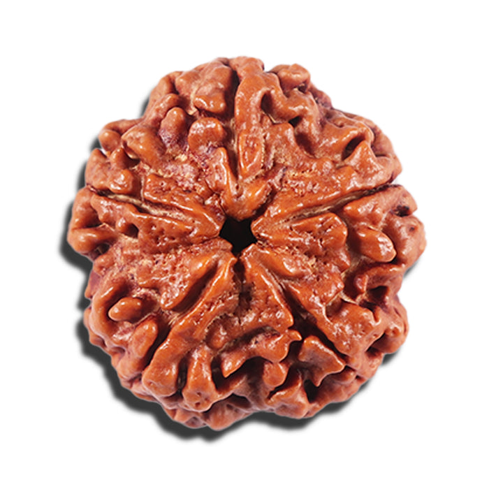 5 Mukhi Rudraksha from Nepal - Bead No. 426