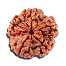 Load image into Gallery viewer, 5 Mukhi Rudraksha from Nepal - Bead No. 429
